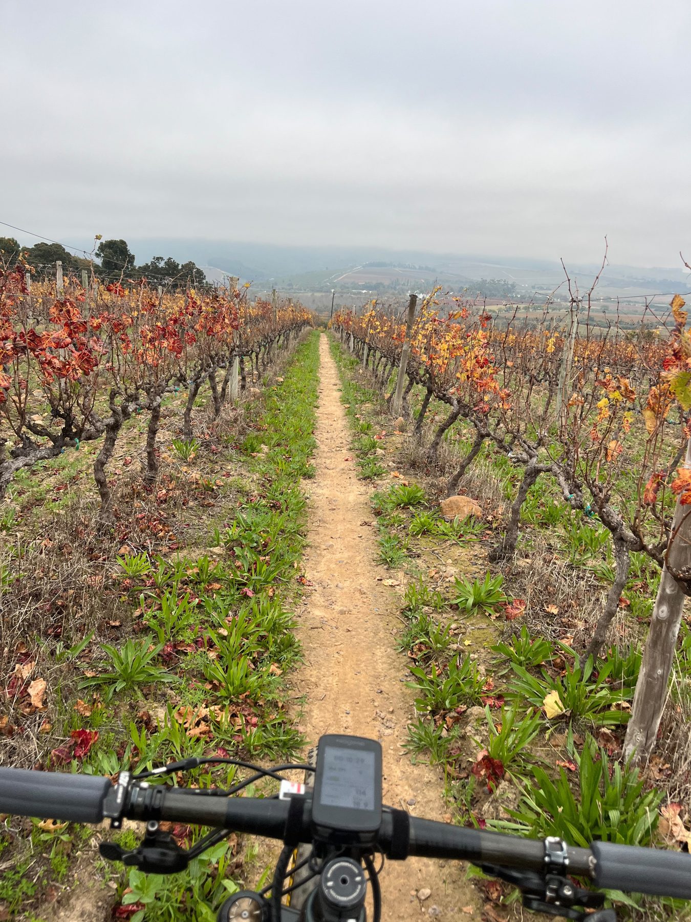 Singletrack running through autumn vineyards in the Cape Winelands near Stellenbosch